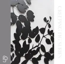 CREEPING FIGS — Up Close